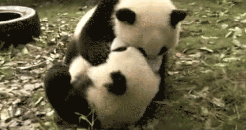 大熊猫 国宝 一言不合就打架 打群架
