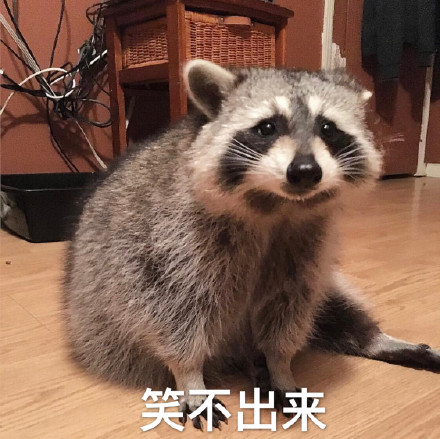 浣熊 動物 委屈 笑不出來