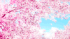 唯美意境 风景 树木 樱花