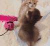 猫咪 小宝宝 打架 呆萌