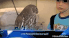 猫头鹰 owl