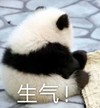 萌宠 熊猫 生气 气呼呼 呆萌 可爱