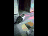 蠢萌