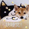萌宠 汪星人 快睡觉 忍耐 呆萌 搞怪