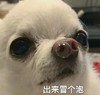 萌宠 汪星人 出来冒个泡 开心 呆萌 可爱