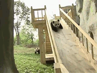 熊猫 滑滑梯 萌化了 天然呆 动物 panda