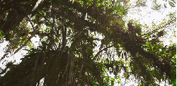 丛林 地球脉动 纪录片 美 阳光 风景