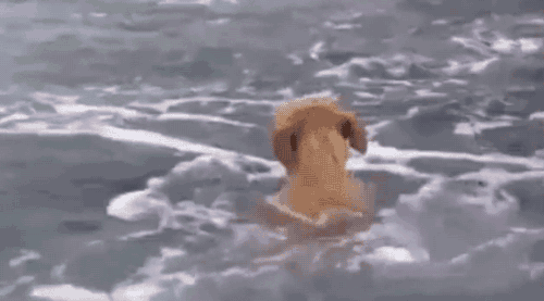 狗 游泳 可怜 悲伤