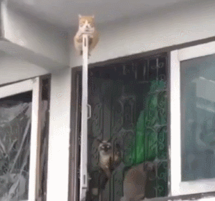 猫咪 窗户 趴着 技术