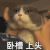 萌宠 喵星人 卧槽上头 翻白眼 搞怪 逗