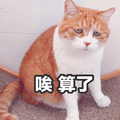 唉 算了 猫