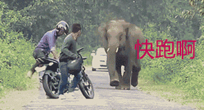 大象 快跑啊
