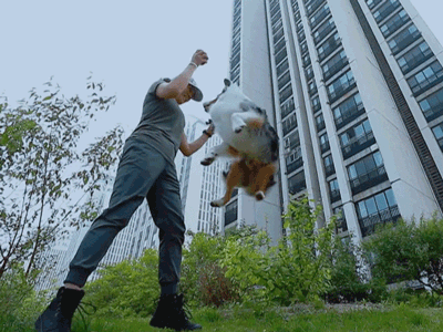 战斗吧萌犬 狗狗 素材 soogif soogif出品