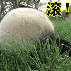 滚 熊猫 翻滚 草地