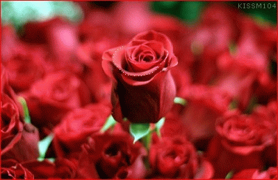 花海 玫瑰 红色 花群 芬芳