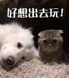 萌宠 猫星人 好想出去玩 期待 搞怪 呆萌