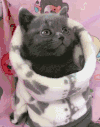 猫咪 可爱 呆萌 注视