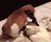 狗狗 可爱 萌宠 猫咪