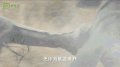 老九门 帅气 男神 受伤 飞起