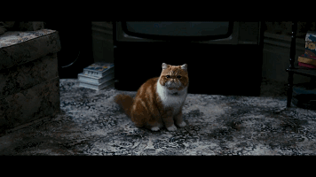 电影 猫咪 可爱 无助