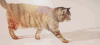 猫 喵星人 老虎 宠物 萌 可爱