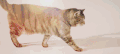 猫 喵星人 老虎 宠物 萌 可爱