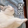 萌宠 喵星人 装死 死了 搞怪 逗