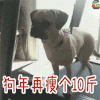 新年 快乐 狗 瘦 soogif