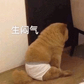 萌宠 猫咪 猫 喵星人 生闷气 生气