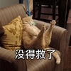 萌宠 喵星人 没救了 无药可救 淘气 调皮
