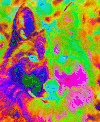 迷幻的 psychedelic 狗 哈士奇