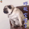萌宠 吓死宝宝了 蒙圈 soogif soogif出品