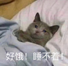 萌宠 喵星人 好饿 睡不着 搞怪 逗