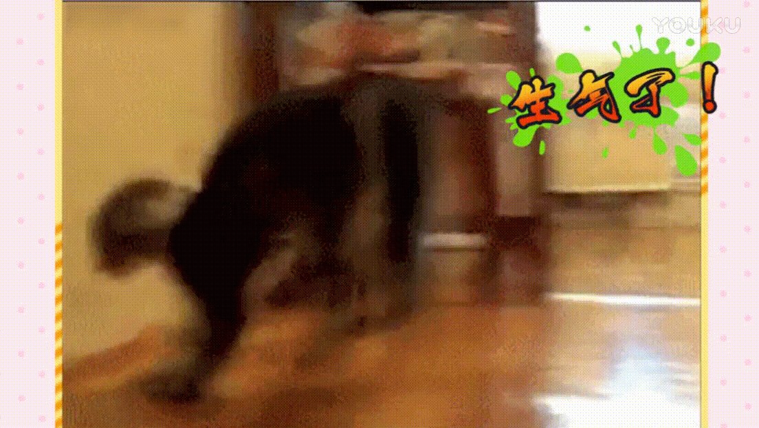 貓咪 撞擊 可愛 搞笑