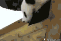 熊猫 panda