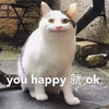 萌宠 猫星人 你高兴就好 开心 呆萌 可爱