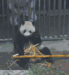 熊猫 手指 揪耳朵 吃东西