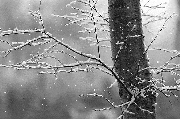 树挂 下雪 树枝 雪景