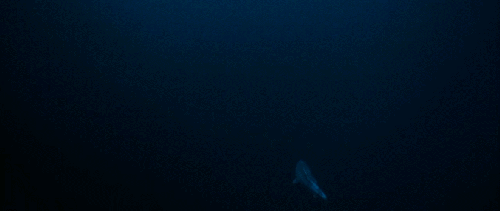 BBC:鲨鱼 动物 格陵兰鲨鱼 科普 鲨鱼