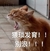 猫咪 喵星人 猥琐发育别浪 搞笑 大叫