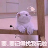 萌宠 喵星人 要记得找我玩哦 下次再见哦 呆萌 可爱