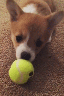 小短腿狗 玩耍 玩球
