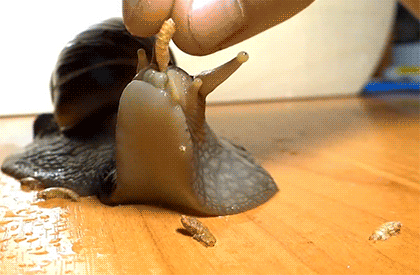 蜗牛 嘴巴 吃东西 萌