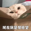 萌宠 猫星人 现在就是很绝望 无奈 呆萌 可爱