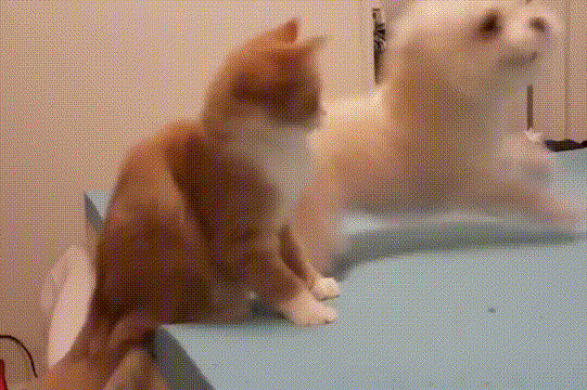 喵星人 萌宠 可爱 猫咪