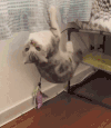 猫咪 喵星人 搞笑 可爱 淘气