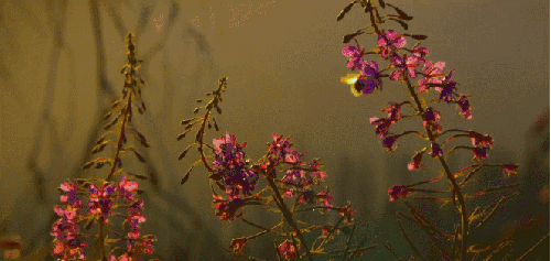 昆虫 植物 神话的森林 紫罗兰 纪录片 花卉 蜜蜂 采蜜