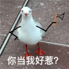 萌宠 鸽子 你当我好惹 嫌弃 呆萌 可爱
