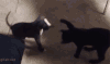 喵星人 汪星人 哈哈 笑喷 被打 倒地 动物 猫 狗