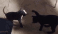 喵星人 汪星人 哈哈 笑喷 被打 倒地 动物 猫 狗